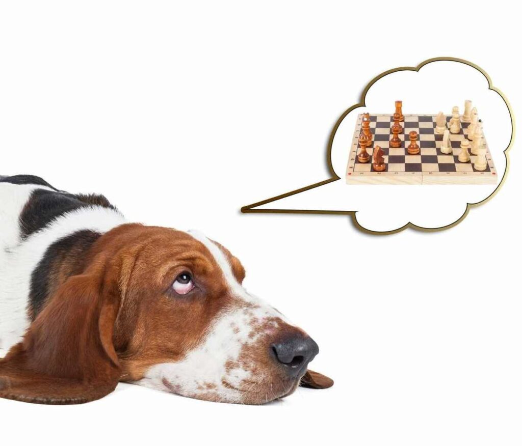 a dog thinking about chess strategy